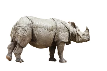Crédence de cuisine en verre imprimé Rhinocéros Rhinocéros indien (Rhinoceros unicornis)- isolé