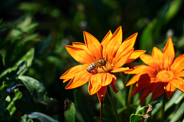 Big bee collects nectar on a flower