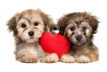 Two lover Valentine Havanese puppies lie together with a red hea © mdorottya