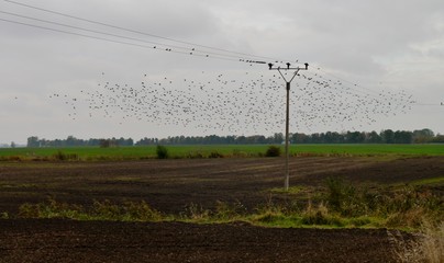 Strommasten und Vögel auf der Stromleitung