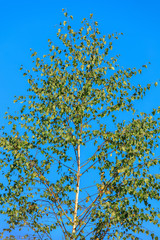 Birch tree against blue sky in autumn