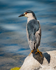night heron 5537