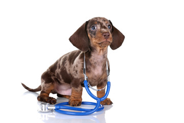 Little dachshund puppy with a stethoscope on a white background