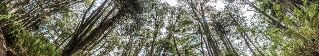 National Park Nahuelbuta, South of Chile.