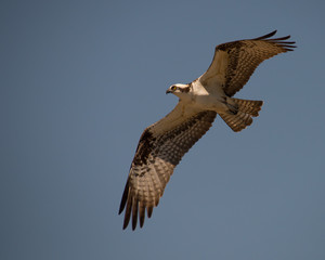Osprey in Flight