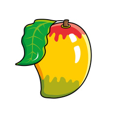 Mango fruit isolated.