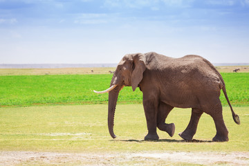 Obraz premium Adult male elephant walking at Kenyan savannah