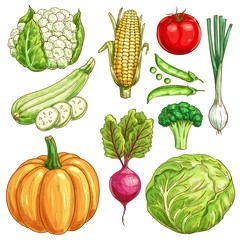Farm vegetables vector sketch isolated icons set