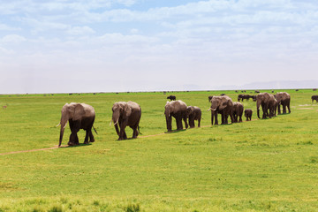 Obraz premium Family of elephants moving in line towards swamps