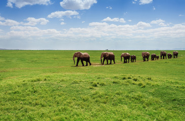 Herd of elephants walking at the African pasture