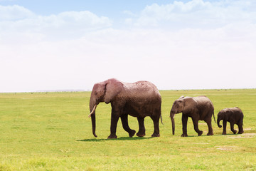 Three African elephants moving according to height