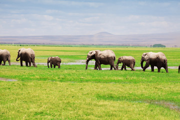 Fototapeta na wymiar African elephants move in a line at swamplands