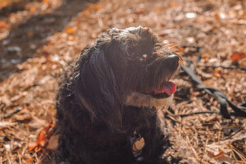 Maltipoo dog and autumn.