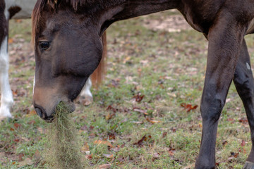 Naklejka na ściany i meble Horses Eating Playing in Pasture