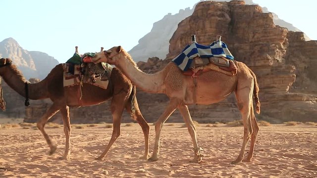 Camels in Wadi Rum desert, Hashemite Kingdom of Jordan. Wadi Rum, also known as Valley of the Moon, is largest wadi or valley in Jordan, that consists of sand, sandstone and granite rocks or mountains