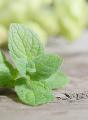 Close up fresh green peppermint leaves. Mint herbs on vintage wooden surface.