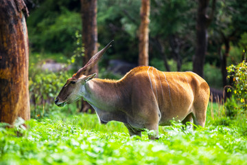 An Eland grazing in green grass