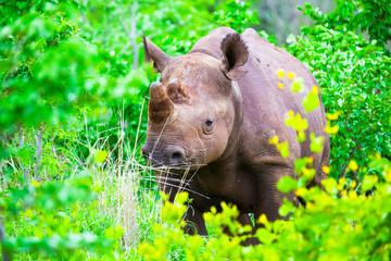 Rhino grazing in green dense vegetation.  Zimbabwe, Africa.