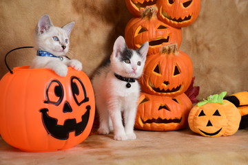 Kittens at Halloween - Humane Society
