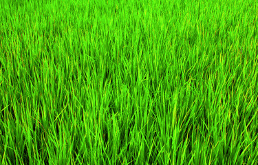 Rice fields in Bali.