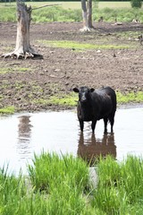 Bull in Water