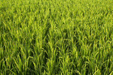 Growing rice in Asia.