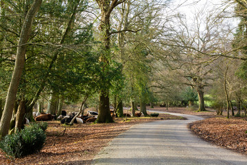 Herd of cattle in New Forest National Park. Herd of free roaming cows resting in woodland in southern England, UK