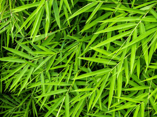 Fototapeta na wymiar Vivid green color of bamboo leaf
