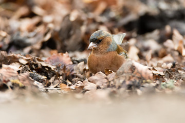 Chaffinch (Fringilla coelebs) foraging amongst leaf litter. Brightly coloured male bird in the finch family (Fringillidae) feeding on the ground, looking for seeds