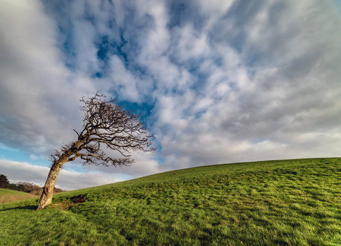 Wind Blasted Tree On Hill Above Helford River Cornwall