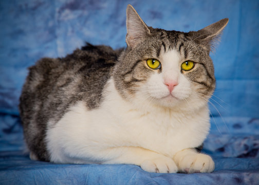 Big Tabby at the Humane Society - Gonzo