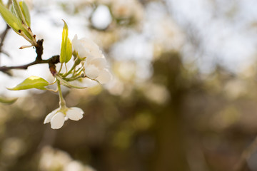 Blooming apple tree in spring time.