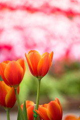 Tulip. Beautiful bouquet of tulips. colorful tulips.