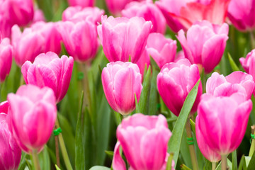 Tulip. Beautiful bouquet of tulips. colorful tulips.