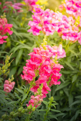 The background image of the colorful flowers
