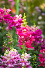 The background image of the colorful flowers