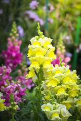 The background image of the colorful flowers