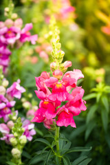 The background image of the colorful flowers