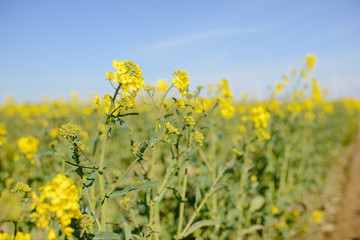 Blossoming rape field