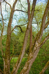 Beautiful nature at morning in the misty spring forest