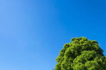 新緑と青空