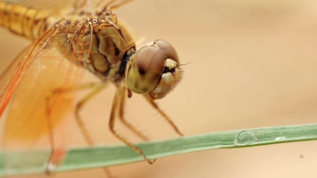 Closeup of yellow dragonfly, Macro shot
