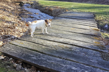 Jack Russell Terrier on a Foot Bridge