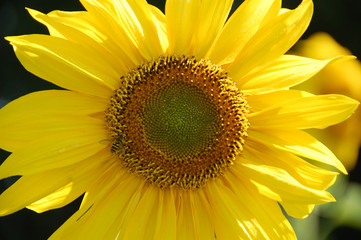 sunflower closeup with bee