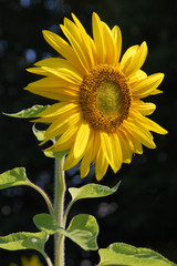 Obraz premium Sunflower with dark background