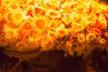 Club tipped or strawberry anemone.  Corynactis californica.  California anthezoan.  Underwater plant / animal. © Lynn Yeh