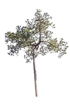 pine tree isolated on white