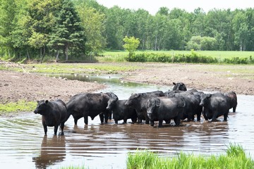Fototapeta na wymiar Cows in Water