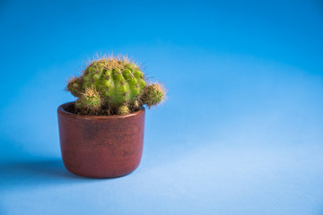 Little tree in little pot, plant decoration in home or office