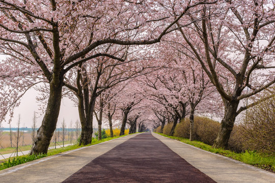 Spring pink cherry blossom tree and walk path in Busan, South Korea